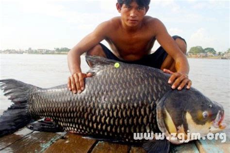 夢見一條大魚